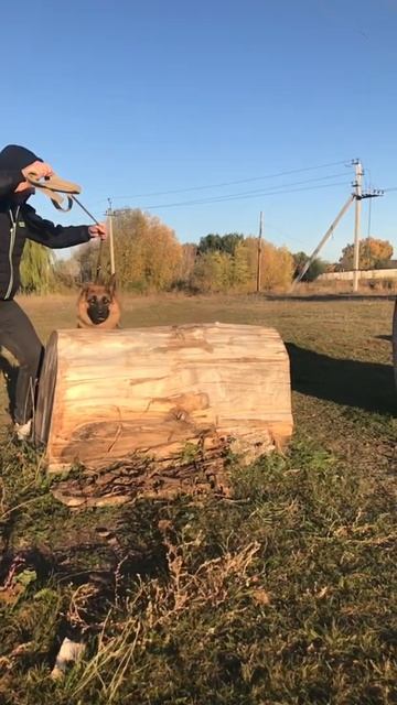 Барьер. Практическая кинология. смотреть онлайн