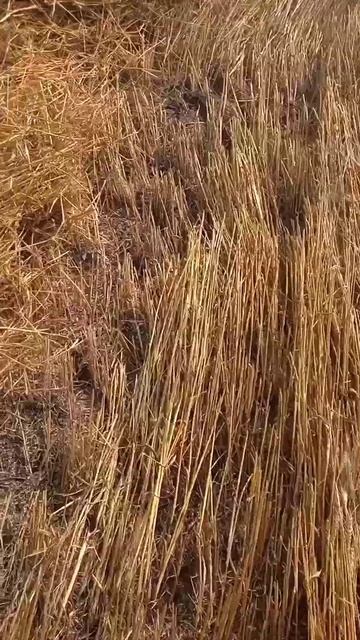 Комбайн Нива. Уборка пшеницы 50ц/га смотреть онлайн