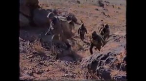 4 батальон 56 ДШБ (152 ОДШБ Иолатань. Туркмения)