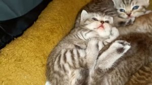 МАМА КОШКА УЧИТ УМЫВАТЬСЯ КОТЁНКА