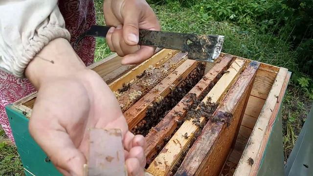 #Робота_з_відводками #бджільництво #нові_сімї_бджіл смотреть онлайн