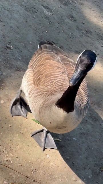 гусь на страже travel shorts