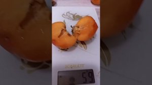 Хурма Россиянка. Обзор на 21.11.23