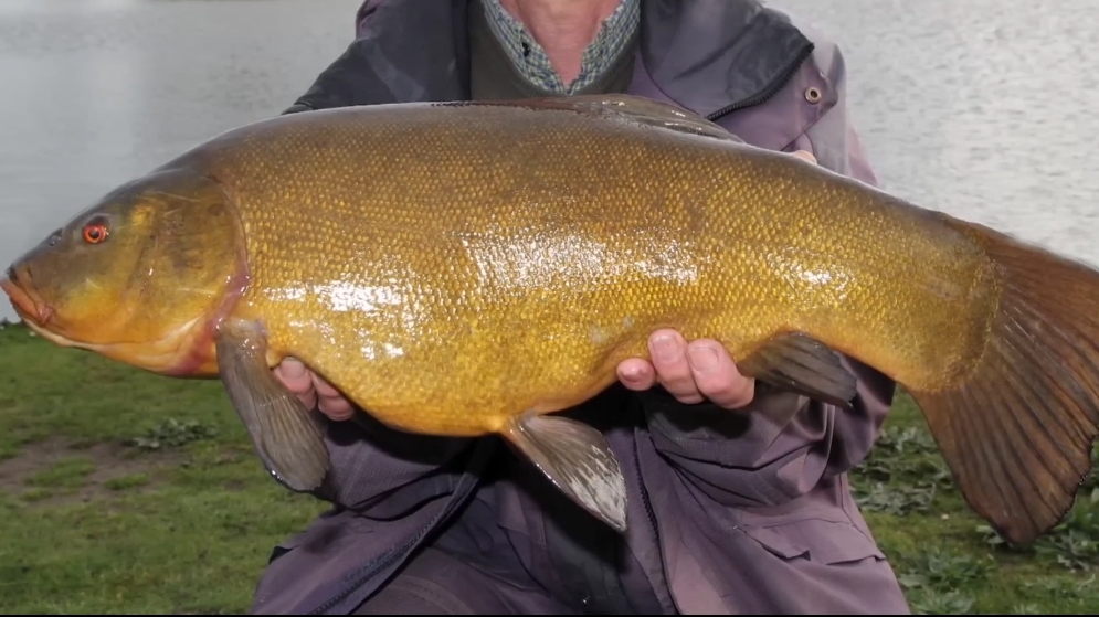 Линя боятся даже хищники и как и где его ловить 🐠🐋🐟