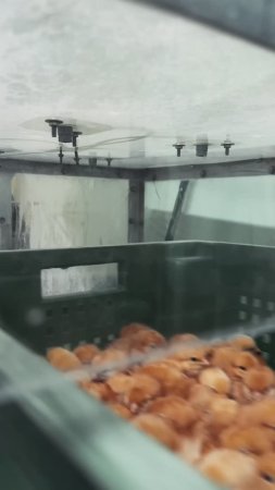 Как вакцинируется птица на птицефабрике
