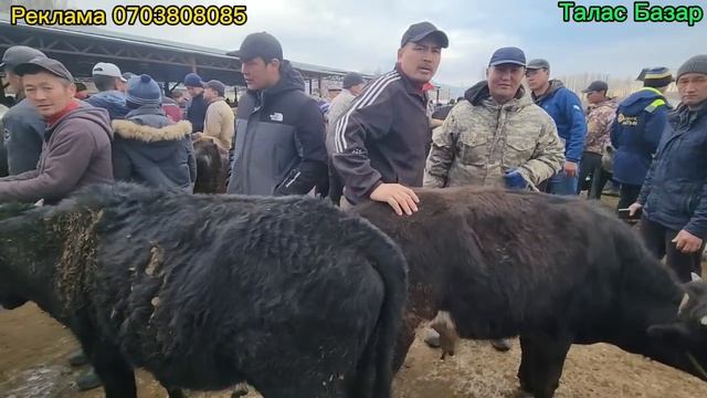 Талас Айтматов Кировка мал базар 18-Ноябрь 2023