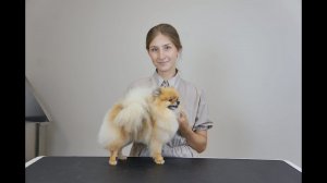 Стрижка шпица - полный комплекс