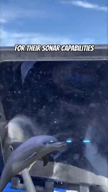 Did you know this about dolphins #viral смотреть онлайн
