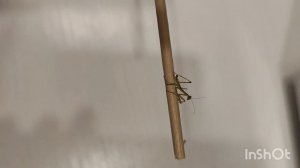 События мая 2024 // Новый питомец // Любимые ароматы😍 // Mariya VD LIFE.