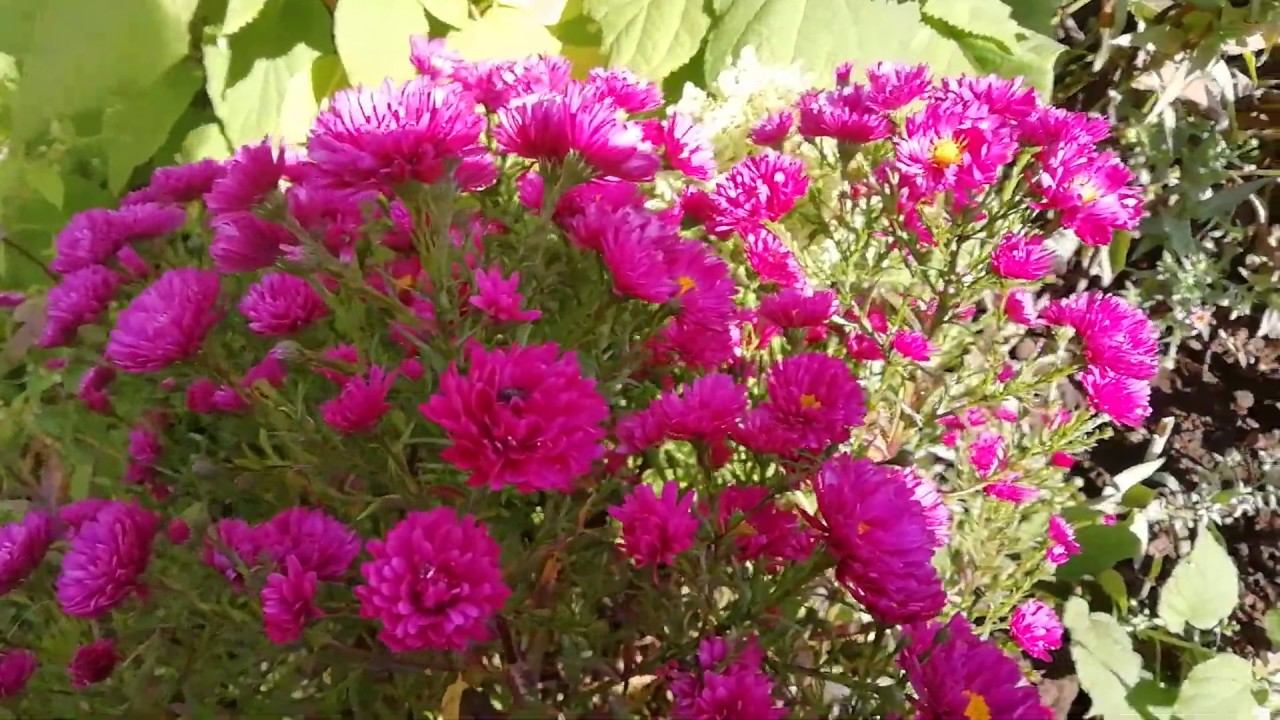 Многолетние астры или сентябрины-октябрины, кто как их называет ))) смотреть онлайн