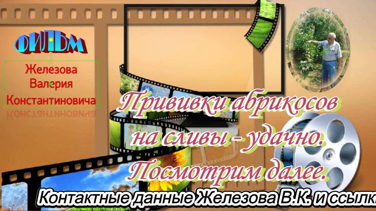 Прививки абрикосов на сливы - удачно. Посмотрим далее.