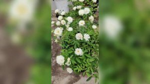 beautiful white rose plant❤