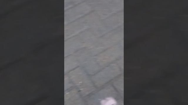 Котейки худые с колтунами, что случилось? смотреть онлайн