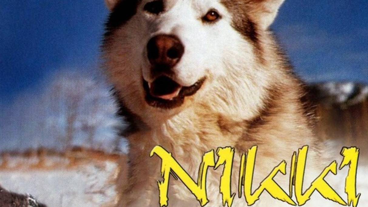  1961 Nikki Wild Dog Of 
