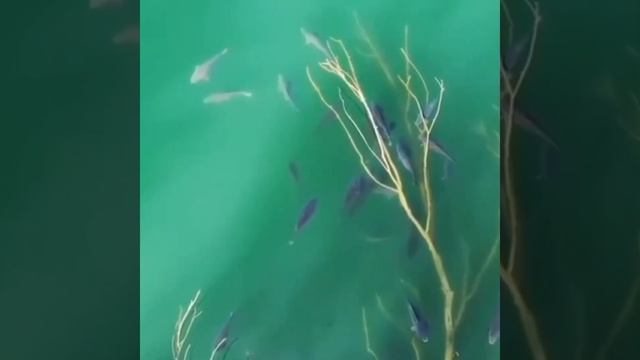 рыба на дереве#Shorts смотреть онлайн