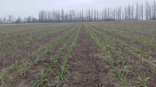 Результаты посева чеснока 2018-2020 смотреть онлайн