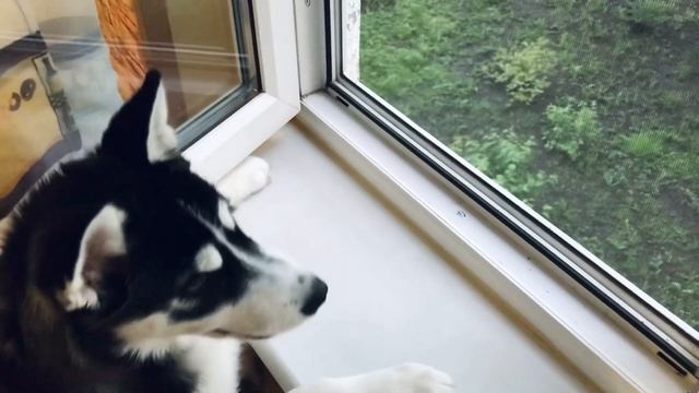 Кажется дождь начинается 🌧 Хаски Лиса смотреть онлайн