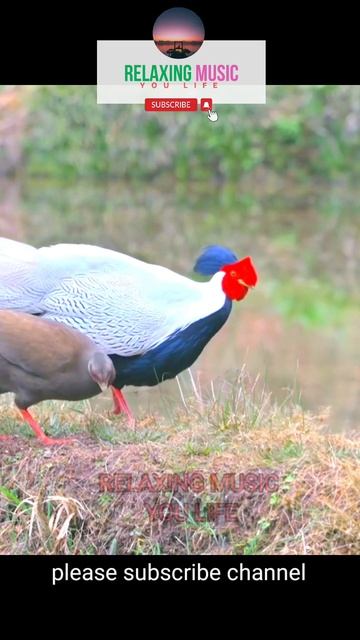 Cool Birds With sleep music shorts  relaxingmusicyoulife viral bird relaxing calmingmusic