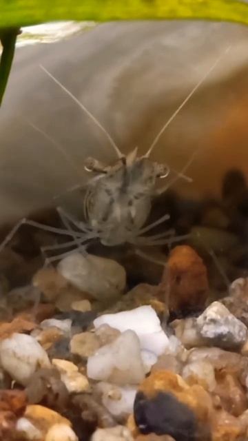 креветка чешется смотреть онлайн