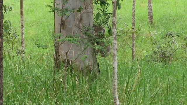 Koala on a mission - what is Hugo up to? смотреть онлайн