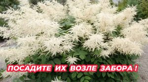 Что посадить возле забора? Цветы, которые украсят и задекорируют забор лучше кустарников