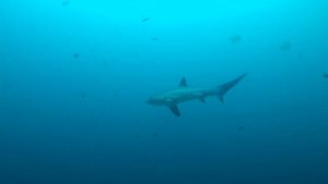 Water 2018 - (Gopro, DJI Mavic Air) HD