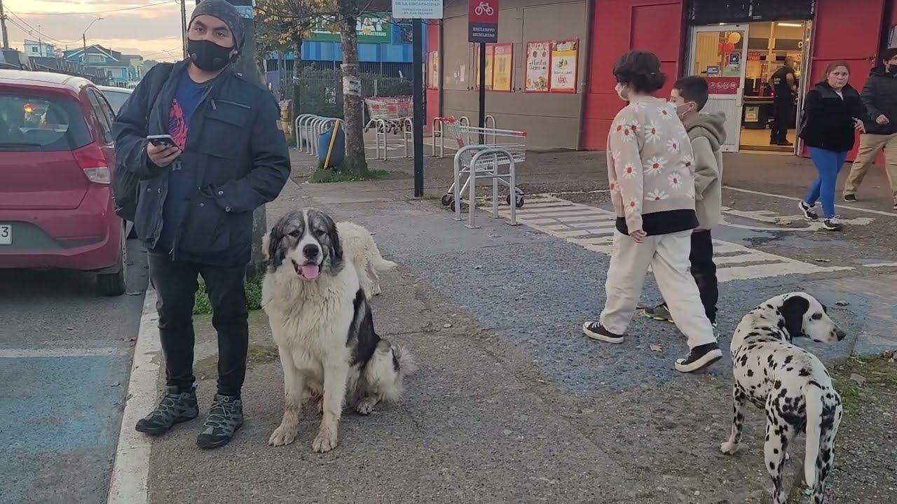 Встретили собак, которых видим в разных частях города / Nos encontramos con perros conocidos