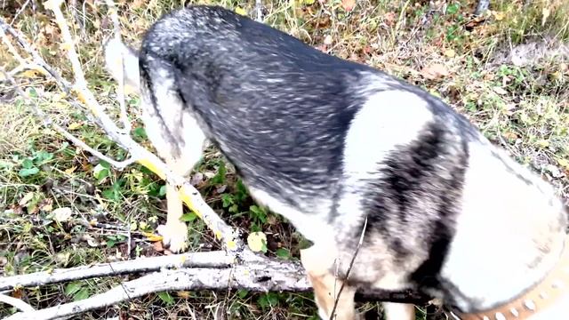 Называетсяпошли в лес