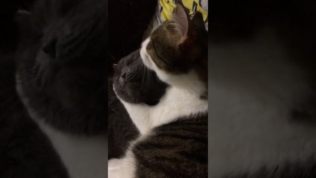 Асмр кот вылизывает кота #cat #animals #asmr смотреть онлайн