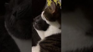 Асмр кот вылизывает кота #cat #animals #asmr