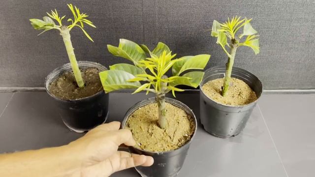How To Grow Mango Tree From Cuttings / Very Easy And Simple Techniques смотреть онлайн
