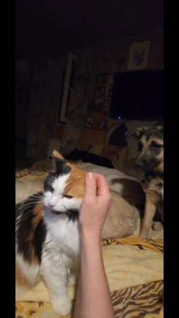 Моя самая замечательная кошка Ася.