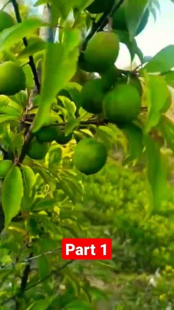 Heavy Fruiting in Satluj Purple Plum ll Buy Satluj Purple plum 9142759891 ll #shorts