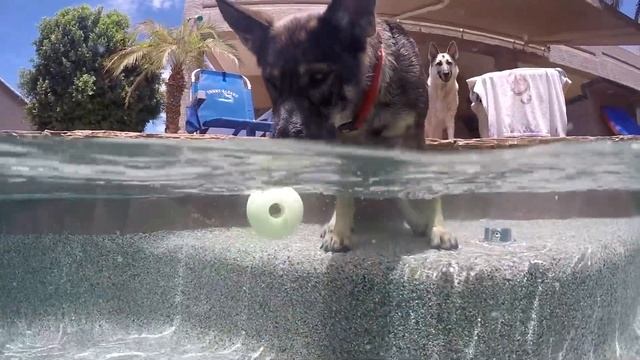 Dear Diary July Vlog Pool WCS Puppies San Fran