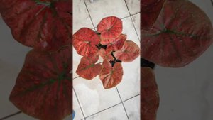 Red Arini "Festivia" Caladium