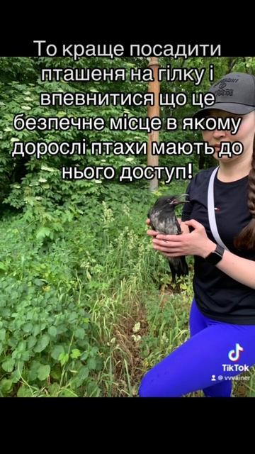 Знайшли пташеня? #пташеня #птахи #birds #tutorial смотреть онлайн
