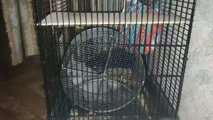 как белка в колесе