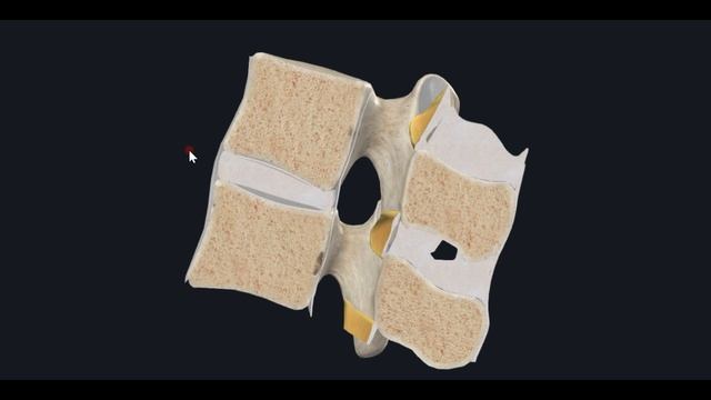 Позвоночно-двигательный сегмент (ПДС) 3D Анатомия