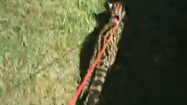 taking the Ocelot kitten for a walk (its like a Jaguar) смотреть онлайн