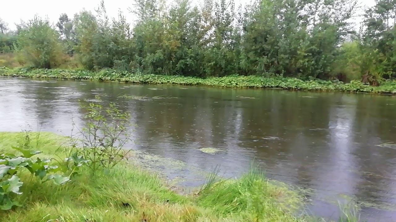 Дождь. 28.08.2019 смотреть онлайн