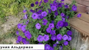 Сад утопает в цветах. Обильноцветущие розы и петунии