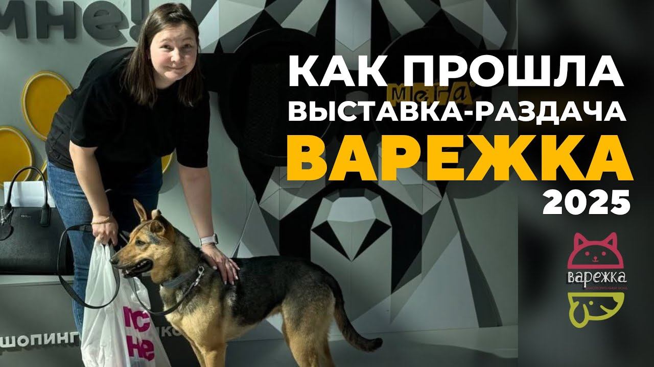 Выставка-раздача бездомных животных «Варежка» 12 апреля 2025 года, МЕГА