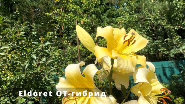 Розы и компаньоны. Роскошные гортензии
