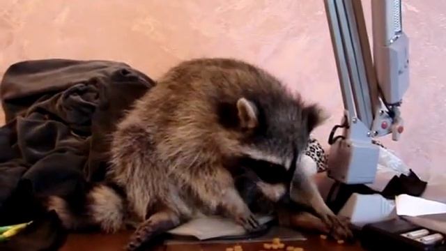 Енот Полоскун И пусть весь мир подождёт смотреть онлайн