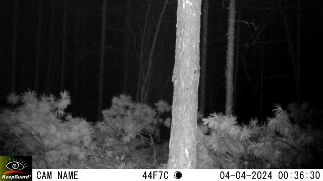 Кабарга на стоянке Экса (фотоловушка) смотреть онлайн