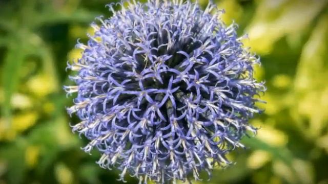 Plavi čičak, mordovnik, ukras u vrtu i lek za multipla sklerozu смотреть онлайн