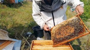 Пчелы закормлены, первая осенняя обработка от клеща.