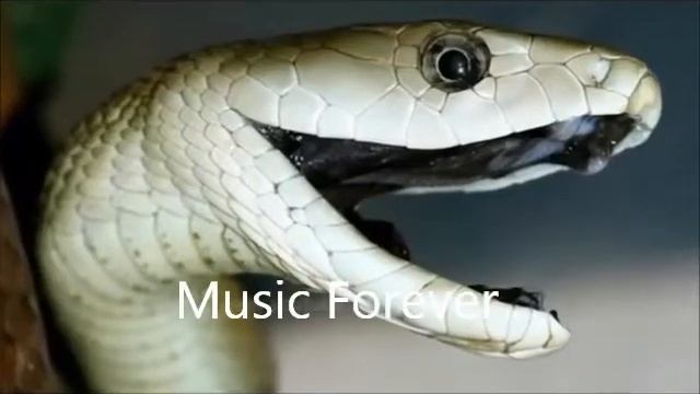 BLACK MAMBAThe one of the dengerous snake of the world