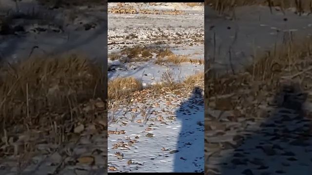 Косули весной. Переход 🔥 смотреть онлайн