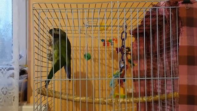 Китайский попугай учится говорить, висит на клюве)) смотреть онлайн